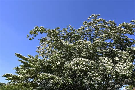 植栽 種類|庭木図鑑 植木ペディア